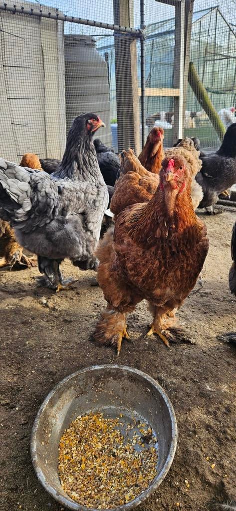 Broedeieren Brahma kippen, Dieren en Toebehoren, Pluimvee