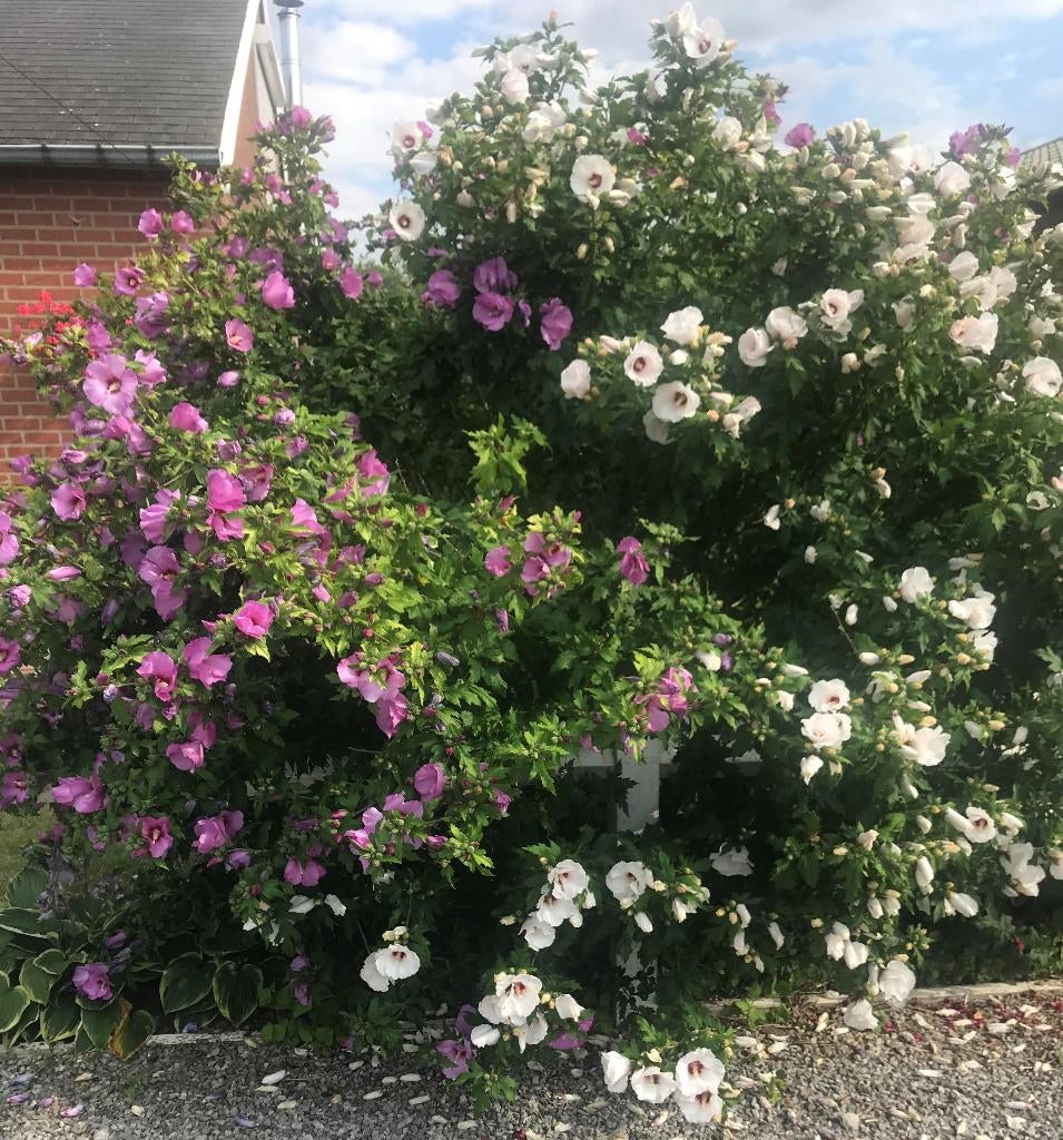 3 pots avec plusieurs jeunes plants d'hibiscus - 2 € le pot, Jardin & Terrasse, Plantes | Jardin, Autres espèces, Plein soleil