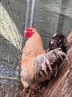 Mooie grote kleurrijke jonge hanen, Dieren en Toebehoren, Pluimvee, Mannelijk, Kip