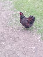 2 hennen wyandotte goud zwart gezoomd, Femelle, Poule ou poulet