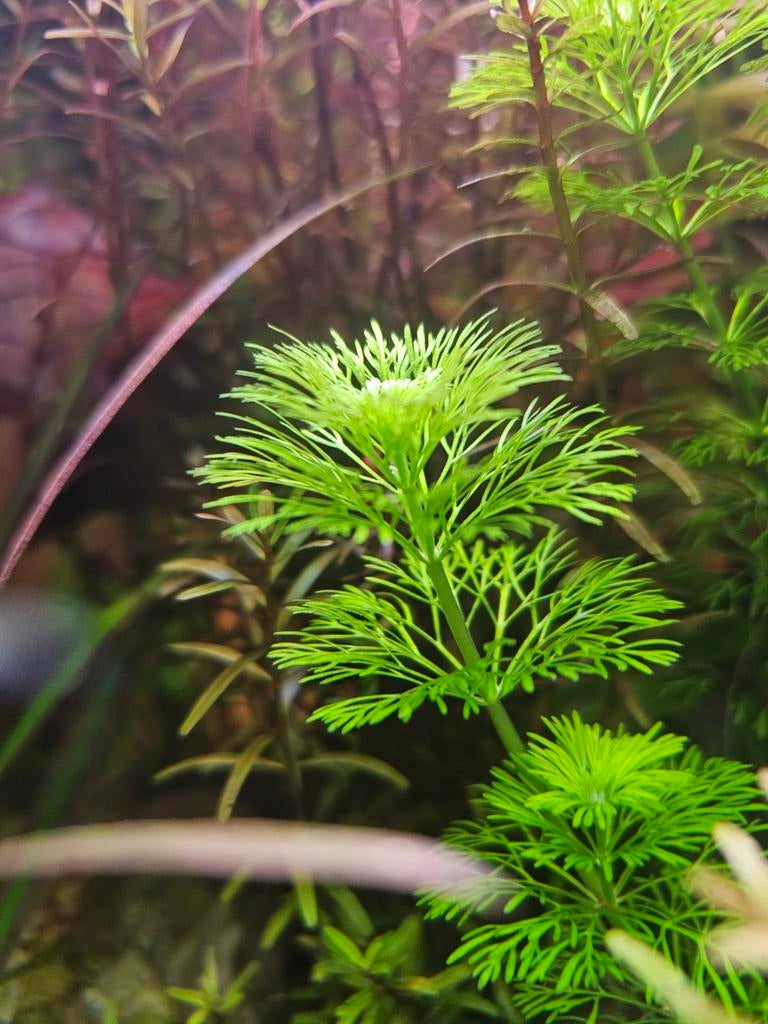 Limnophilia, Neuf, Plante(s), Pierre ou Bois