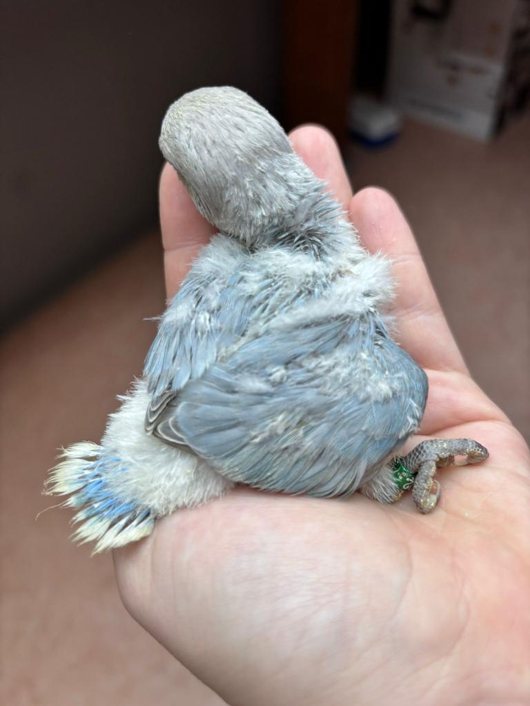 Agapornis roseicollis dwergpapegaai, Dieren en Toebehoren, Vogels | Parkieten en Papegaaien