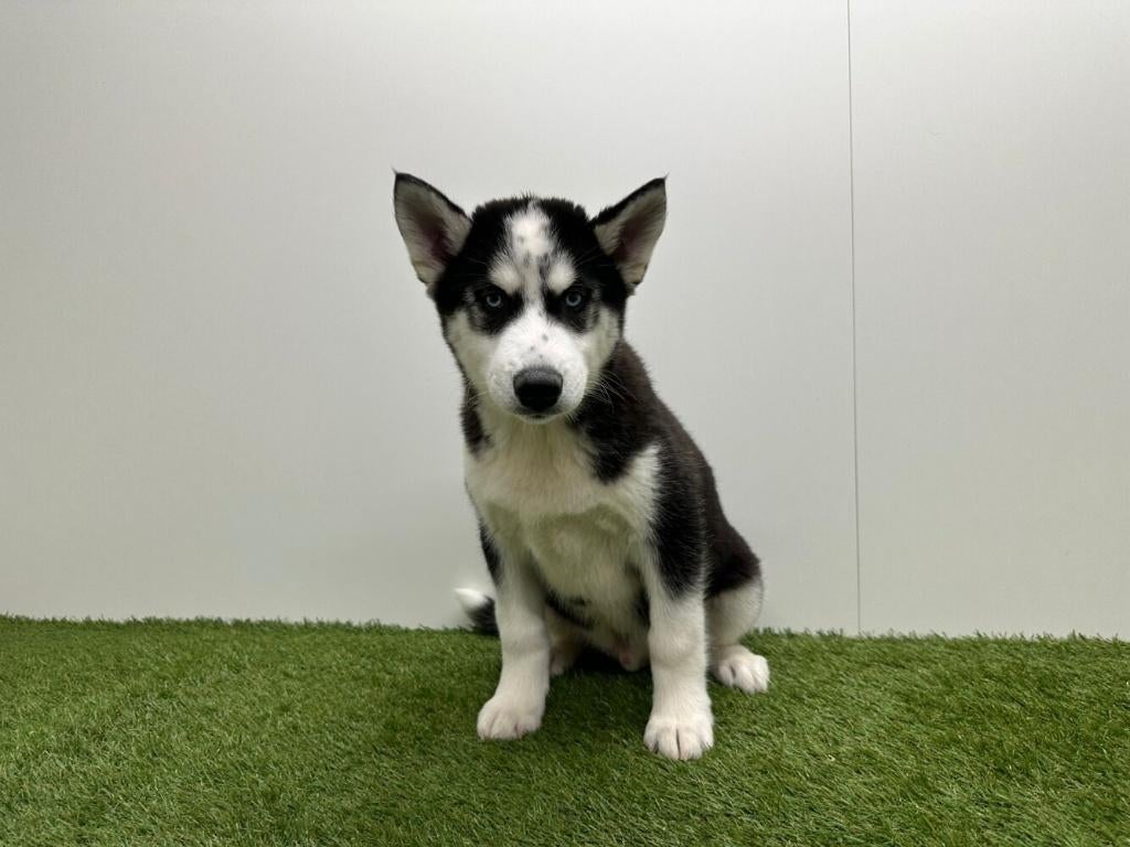 Siberische Husky pups - korthaar, België, Reu, 8 tot 15 weken, Poolhond