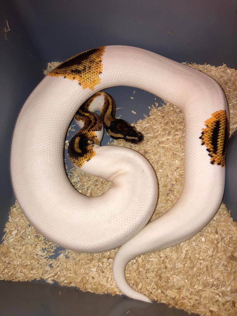1.0 Yellow belly (pumpkin) pied dh dg clown kweekman, Dieren en Toebehoren