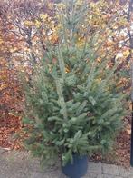 Kerstboom te Tielrode (gelegen tussen Temse en St.-Niklaas), Ophalen, Nieuw