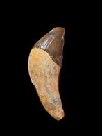 Dents de basilosaure de Dakhla, Maroc 6 cm., Collections, Enlèvement ou Envoi, Fossile