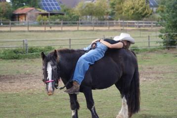 Verzorgpony beschikbaar voor biedingen