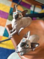 Sphynx meisje, 0 tot 2 jaar