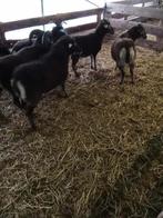 Drachtige ooien, Dieren en Toebehoren, Schapen, Geiten en Varkens