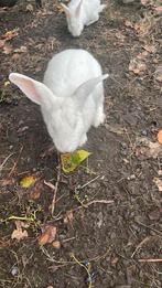 Mannelijk albino konijn, Dieren en Toebehoren, Konijnen, Mannelijk, Middelgroot, Hangoor, 0 tot 2 jaar