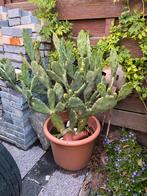 Cactus, Tuin en Terras, Bloembollen en Zaden, Ophalen