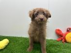 Malti-pom pups, België, 8 tot 15 weken, CDV (hondenziekte), Meerdere