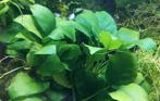 Anubias * Aquariumplant, Dieren en Toebehoren, Ophalen of Verzenden