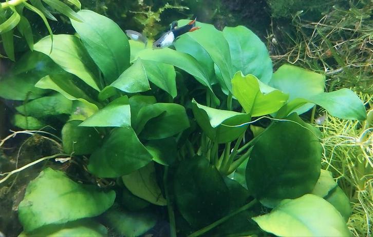 Anubias * Aquariumplant, Dieren en Toebehoren, Vissen | Aquaria en Toebehoren, Ophalen of Verzenden