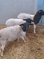 Jonge dorper ooien, Dieren en Toebehoren, Vrouwelijk, Schaap, 0 tot 2 jaar
