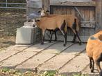 Barbados black belly lammetjes, Dieren en Toebehoren, Schapen, Geiten en Varkens, Meerdere dieren, Schaap, 0 tot 2 jaar