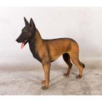 Belgian Malinois – Mechelse Herder Lengte 97 cm