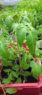 Tomatenplanten,Coeur De Boeuf,Plantklaar,65 cm, in pot, Tuin en Terras, Planten | Tuinplanten, Ophalen, Volle zon, Groenteplanten
