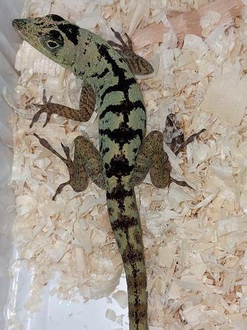 Diverse reptielen te reserveren voor Houten 21 september  beschikbaar voor biedingen