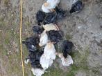 Cochine bobtail kuikens, Dieren en Toebehoren, Pluimvee