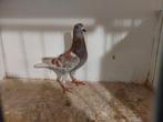 Jonge kweekduiver 2025, Dieren en Toebehoren, Mannelijk, Postduif
