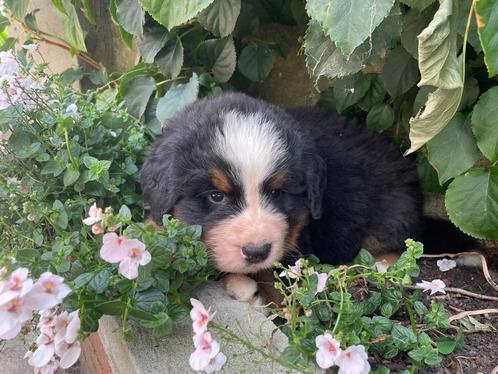 Berner sennen met stamboom, Dieren en Toebehoren, Honden | Bulldogs, Pinschers en Molossers, Meerdere dieren, Sennenhond, Fokker | Hobbymatig