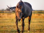 AQHA Lil Ruf Peppy merrie drachtig van Maytheforcebewhizyou, Dieren en Toebehoren, Paarden, Merrie, Minder dan 160 cm, Gechipt