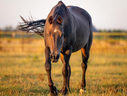 AQHA Lil Ruf Peppy merrie drachtig van Maytheforcebewhizyou, Dieren en Toebehoren, Paarden, Merrie, Niet van toepassing, Minder dan 160 cm