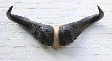 Oude schedel KAAPSE BUFFEL / KAFFER BUFFEL - ref. B beschikbaar voor biedingen