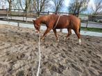 Quarter horse western paard werstern horse, Minder dan 160 cm, Gechipt, Ruin, Zadelmak