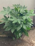 Fatsia, Vaste plant, Ophalen