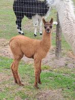 Lama hengstje, Dieren en Toebehoren, Mannelijk