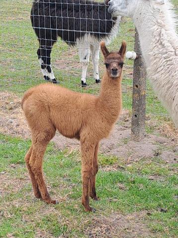 Lama hengstje  beschikbaar voor biedingen
