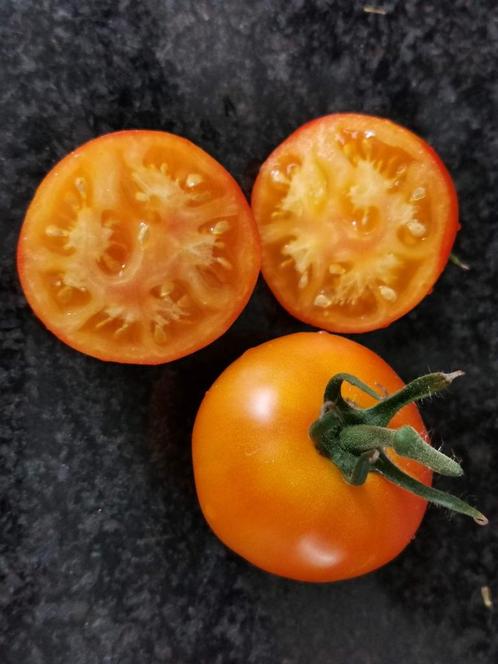 5 graines de tomates bicolores Grungy in the Sky - bio, Jardin & Terrasse, Bulbes & Semences, Graine, Printemps, Plein soleil