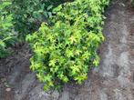Liquidambar styraciflua ‘Gum ball’, Tuin en Terras, Ophalen, Struik
