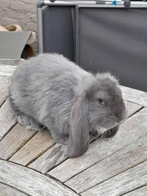 franse hangoren, Dieren en Toebehoren, Konijnen, Groot, Mannelijk, 0 tot 2 jaar, Hangoor