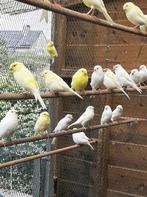 Kanaries, Dieren en Toebehoren