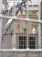 Jonge grasparkieten, Dieren en Toebehoren, Vogels | Parkieten en Papegaaien, Meerdere dieren, Parkiet