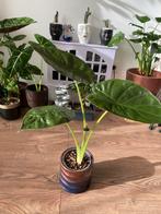 Alocasia Regal shield – Olifantsoor, Ophalen