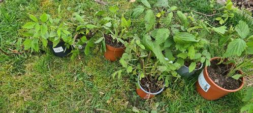 Meerkleurige framboos plantjes, Jardin & Terrasse, Plantes | Arbres fruitiers, Enlèvement