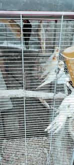 valkparkieten, Dieren en Toebehoren, Ophalen