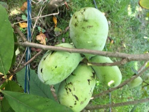 pawpaw fruitboom (Asimina Triloba), Tuin en Terras, Planten | Fruitbomen, Overige soorten, Minder dan 100 cm, Volle zon, Lente