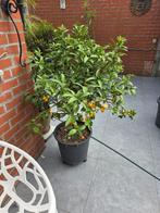 kumquat, Tuin en Terras, Planten | Fruitbomen, Ophalen, Overige soorten, Volle zon, 100 tot 250 cm