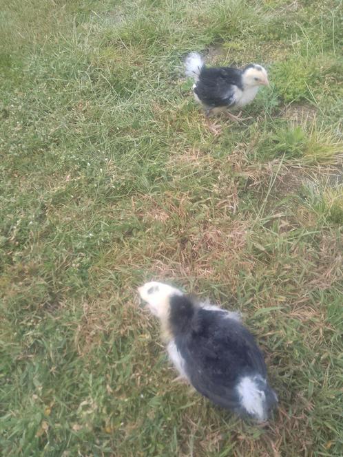 Kuikens van wyandotte groothoenders, Dieren en Toebehoren, Pluimvee, Kip, Geslacht onbekend