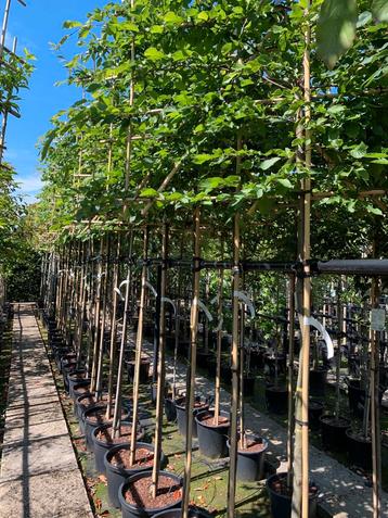 Leivorm beuken 180 of 200 stam  beschikbaar voor biedingen
