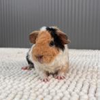 US Teddy Cavia Beertje, Dieren en Toebehoren, Knaagdieren, Mannelijk, Cavia, Tam