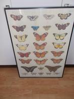 wisselkader met poster vlinders, Ophalen of Verzenden, Zo goed als nieuw