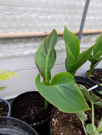 canna cleopatra, Tuin en Terras, Planten | Tuinplanten, Ophalen of Verzenden