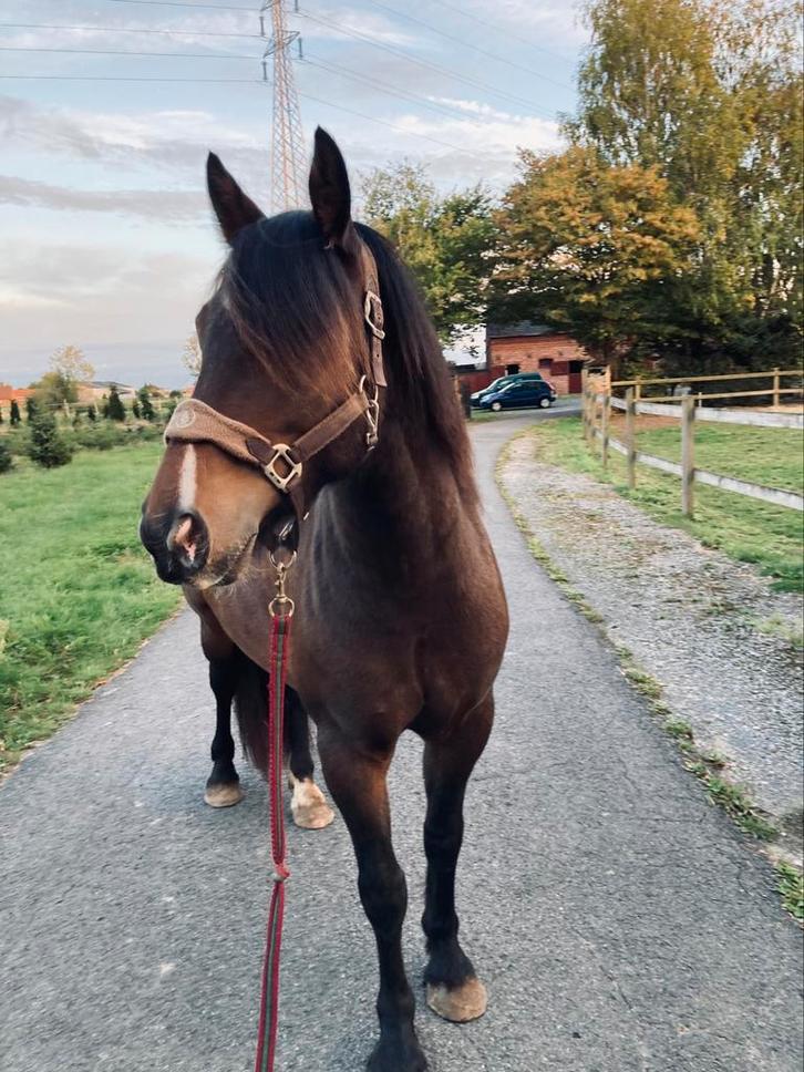 Lieve tinker zoekt nieuw huisje, Dieren en Toebehoren, Pony's, Ruin