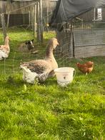 Toulouse dwelap gans, Animaux & Accessoires, Volatiles